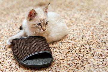 resting young thai cat lying on a slipper