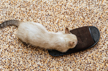 funny cat hiding in slippers