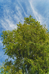 lush foliage of summer birch