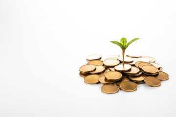 お金と新芽 コピースペース