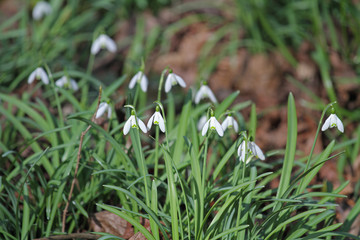 Schneeglöckchen