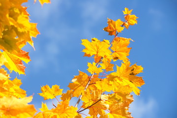Naklejka na ściany i meble colour autumn in the park