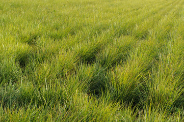 the lush green rows of chufa in the light of the sun