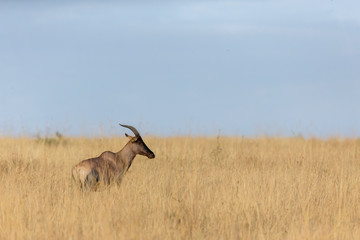 Fototapeta premium Topi feeding in tall grass at Masai Mara Game Reserve,Kenya,Africa