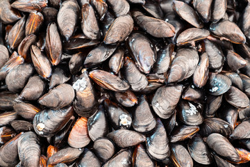 A large pile of fresh mussels in a crate at a fish market. Background of mussels from a mussel farm of the best quality in the market.