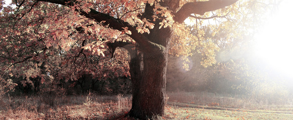 old oak tree in the autumn forest in the rays of bright sunlight