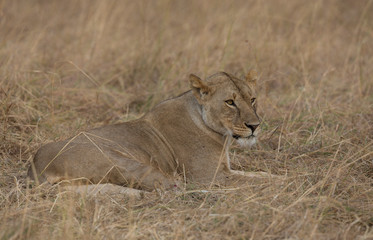 Lioness resting on the ground  at Masai Mara Game Reserve,Kenya,Africa