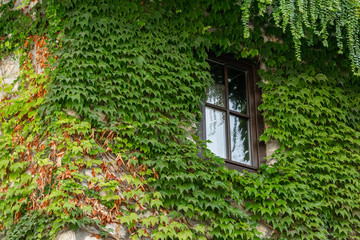 Crop view of house exterior detail with climbing plant (Parthenocissus quinquefolia)