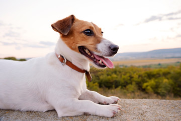 Portrait of dog breed Jack Russell Terrier sitting on old cement fence and looking at the horizon in distance against background of sunset of the orange sun and rays in a green field. Lifestyle