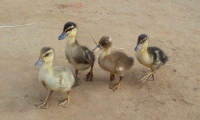 A beautiful baby duck pictures in India.