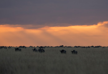Wildebeest feeding in grassland during sunset time  at Masai Mara Game Reserve,Kenya,Africa
