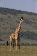 Giraffe standing in Grassland  at Masai Mara Game Reserve,Kenya,Africa