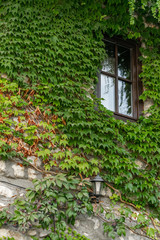Fototapeta na wymiar Crop view of house exterior detail with climbing plant (Parthenocissus quinquefolia)