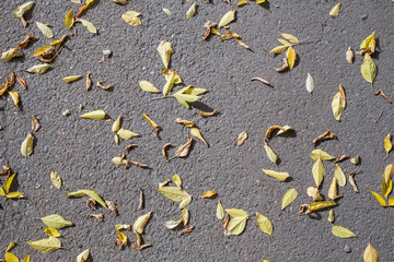 Yellow autumn leaves lie on the pavement. The natural background. The concept of the texture of autumn.