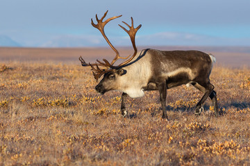 Reindeer (Rangifer tarandus) in the autumn tundra. Beautiful deer with big horns. Arctic tundra away from settlements and civilization. Nature and animals of Chukotka. Siberia, the Far East of Russia.