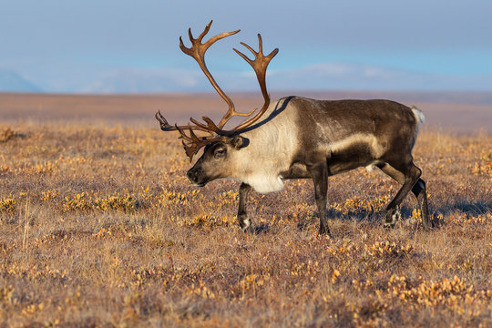 Reindeer (Rangifer tarandus) in the autumn tundra. Beautiful deer with big horns. Arctic tundra away from settlements and civilization. Nature and animals of Chukotka. Siberia, the Far East of Russia.