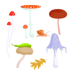 Vector set of mushrooms - a fly agarics, toadstools, edible mushrooms, snail, caterpillar, leaf oak. Forest, autumn.