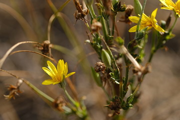blooming wild flowers in autumn