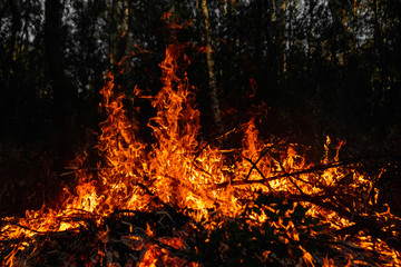 Forest fires, fire in nature, the destruction of tree plants.