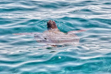 Caretta Caretta Turtle from Zakynthos, Greece, near  Laganas beach, emerges to take a breath