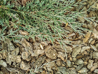 Juniperus horizontalis 'Blue Chip' Creeping Juniper. Juniper tree branch texture needle background
