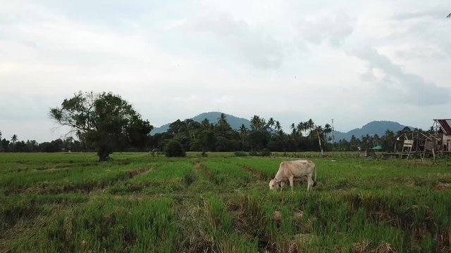 Rural area of paddy field. Cow eat grass.