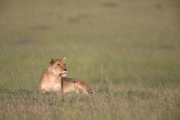 Lioness Sitting on a Mount  at Masai Mara Game Reserve,Kenya,Africa