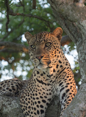 Male Leopard sinnting on a  tree seen  at Masai Mara Game Reserve,Kenya,Africa