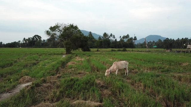 Cow eat grass in the paddy after harvested.