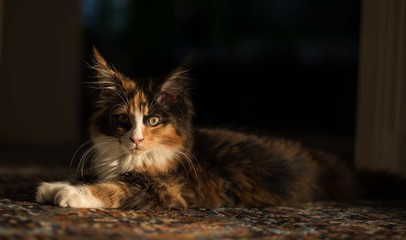 Gl&uuml;cks K&auml;tzchen