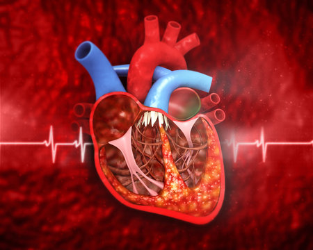 Human heart anatomy on medical background. 3d illustration.