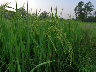 Rice grain field