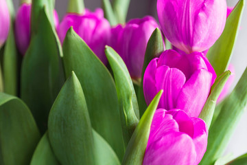 Bouquet of beautiful purple tulips close up. Flower background