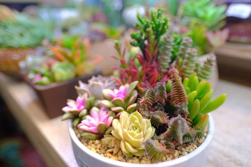 Different kinds of Green cactus plant decoration