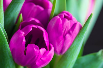 Naklejka premium Bukiet pięknych fioletowych tulipanów z bliska. Kwiat w tle
