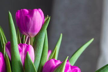 Bouquet of beautiful purple tulips close up. Flower background