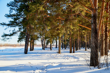 Landscape with pine trees on a Sunny winter or spring day