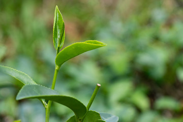 Top of fresh raw organic green tea leaf in plantation field farm