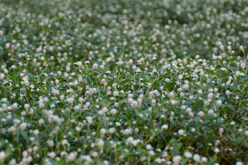 Fototapeta premium field of white flowers