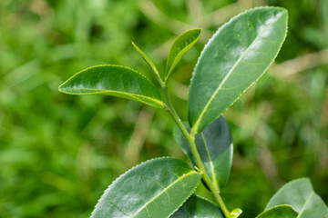 Top of fresh raw organic green tea leaf in plantation field farm