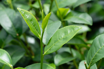 Top of fresh raw organic green tea leaf in plantation field farm