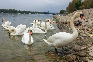 Swans on the stone embankment of the Danube River in Belgrade