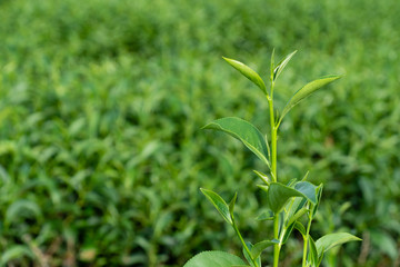 Top of fresh raw organic green tea leaf in plantation field farm