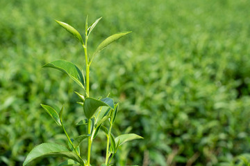 Top of fresh raw organic green tea leaf in plantation field farm