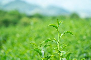 Top of fresh raw organic green tea leaf in plantation field farm