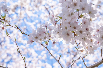 Cherry trees bloom in spring.