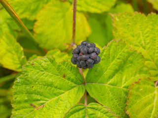 European dewberry