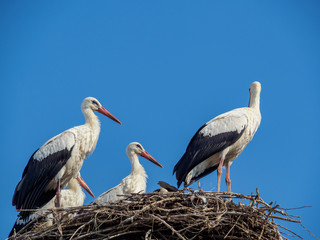 Family white storks in the nest