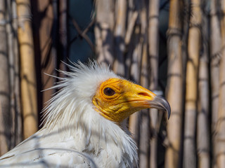 Portrait of a Egyptian Vulture