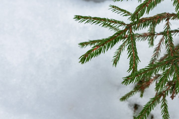 Obraz premium Christmas tree branch in the snow. Background fir branches on white snow.